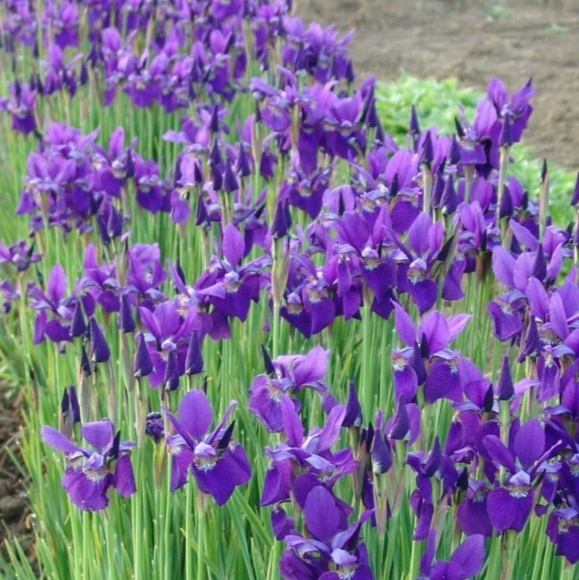 💜Siberian Iris Caesars Brother 15 plants  for $15 - Picture 2 of 4